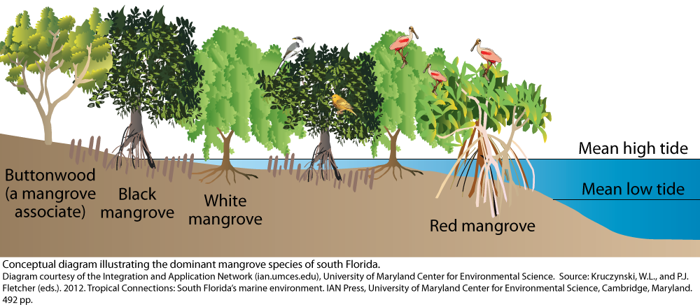 dominant-mangrove-species-of-south-florida-university-of-maryland