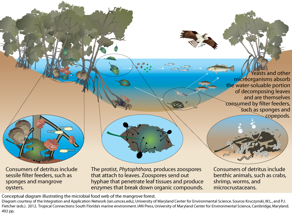 Mangrove Diagram