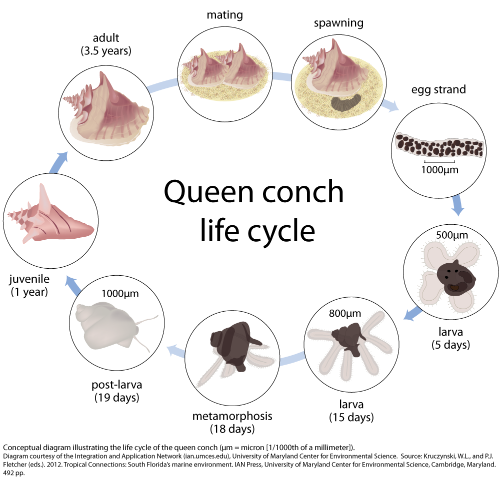 Queen conch life cycle University of Maryland Center for