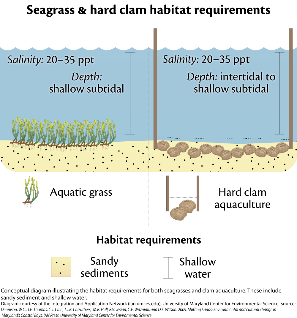 Habitat requirements of seagrass and hard clams University of