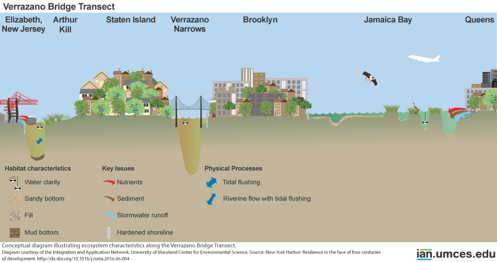 Verrazano Bridge Transect University of Maryland Center for