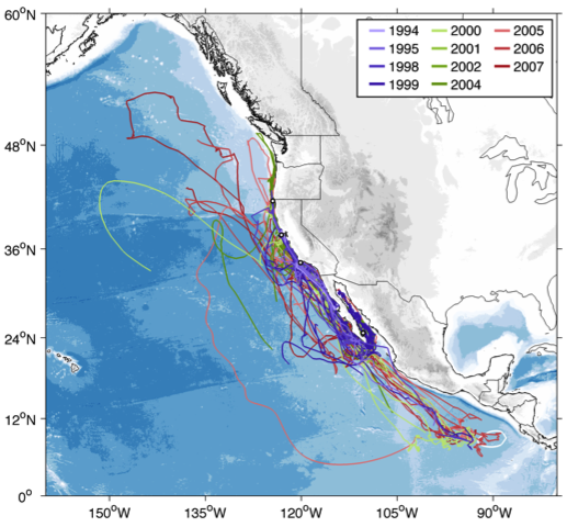 whale mapping