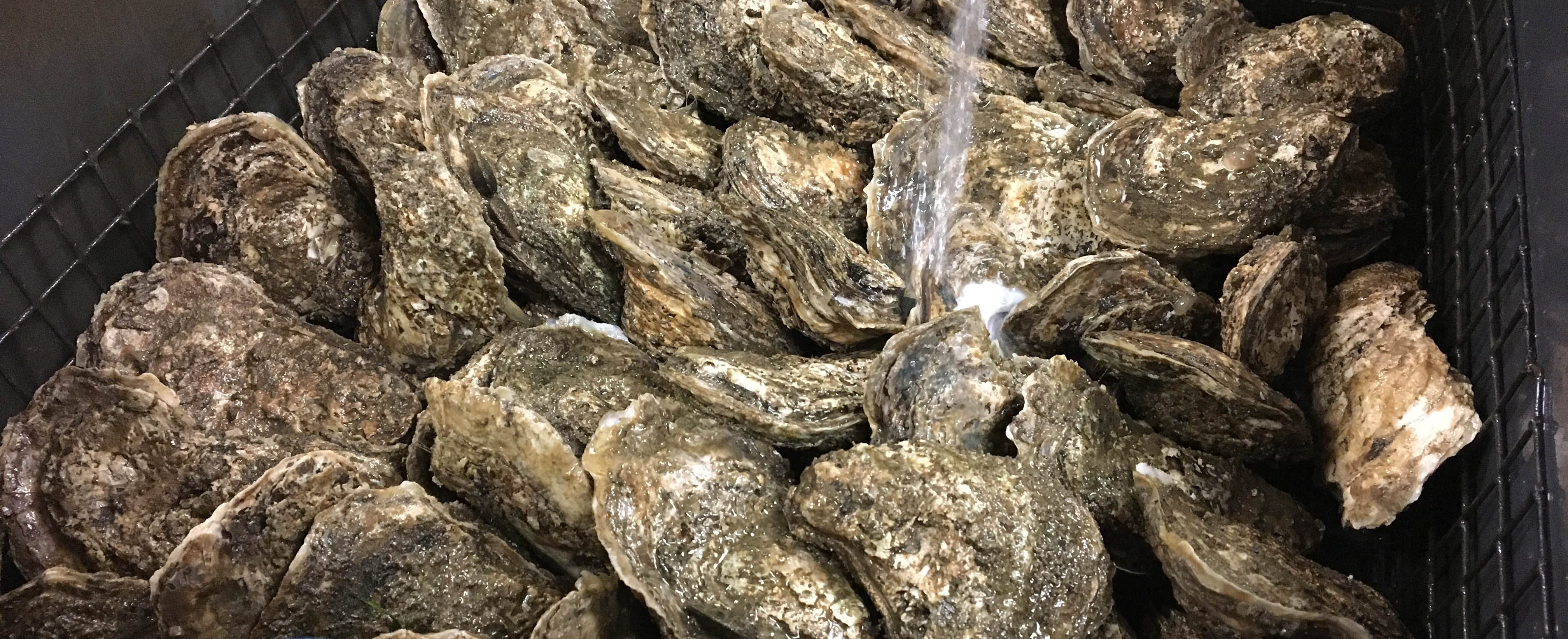 Oysters