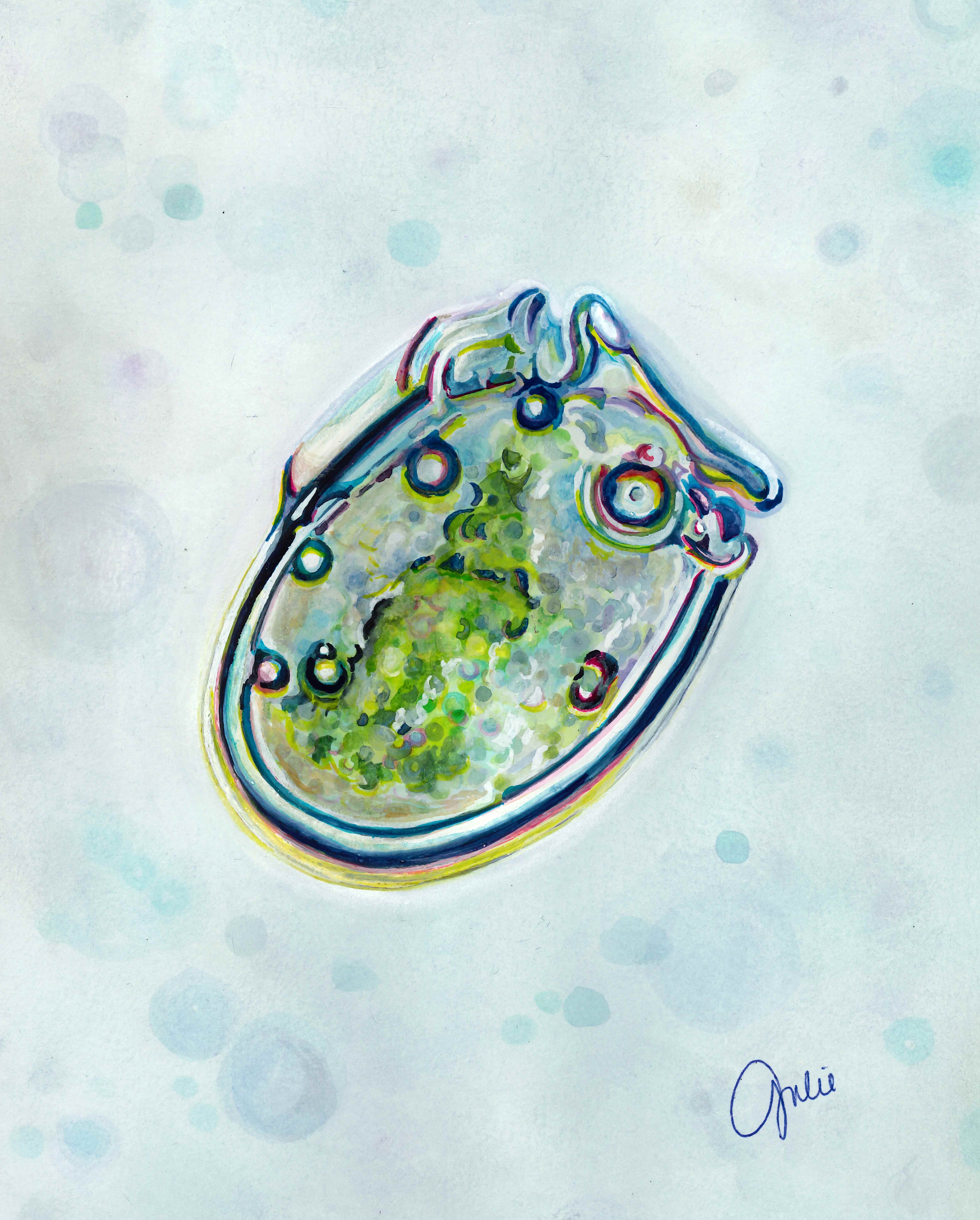 Watercolor painting of a dinophysis cell, with light refracting around it creating vibrant blue and green colors