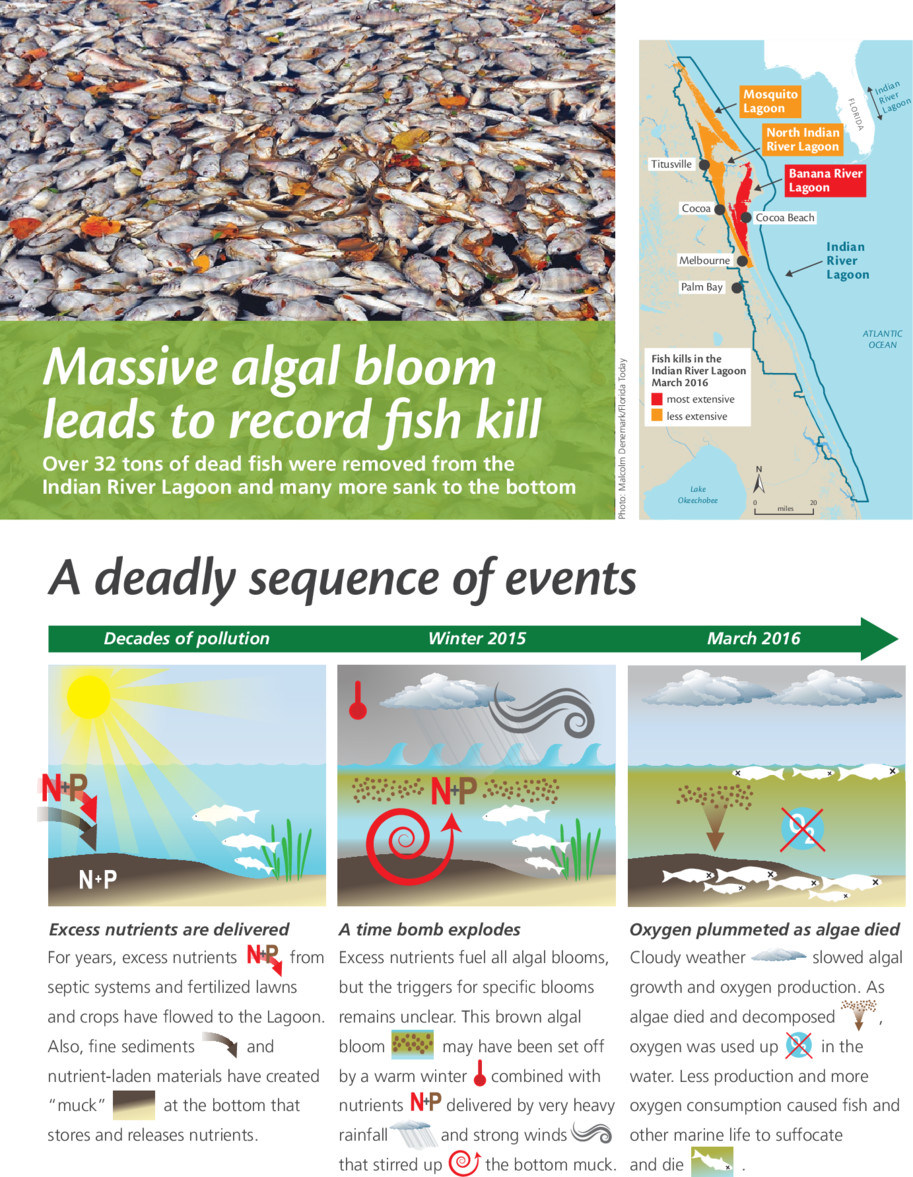 Massive Algal Bloom Leads to Record Fish Kill University of Maryland