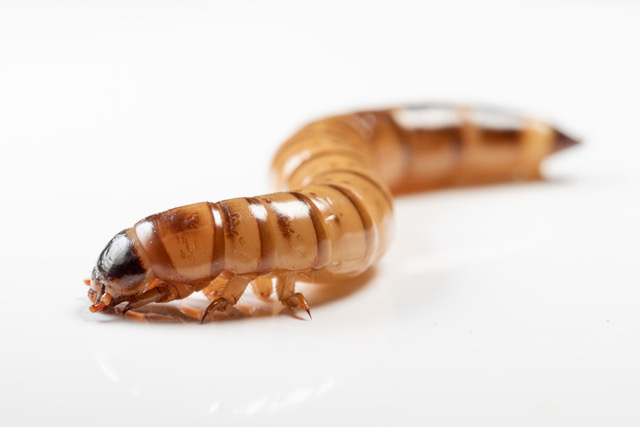 close-up of a yellow-brown worm