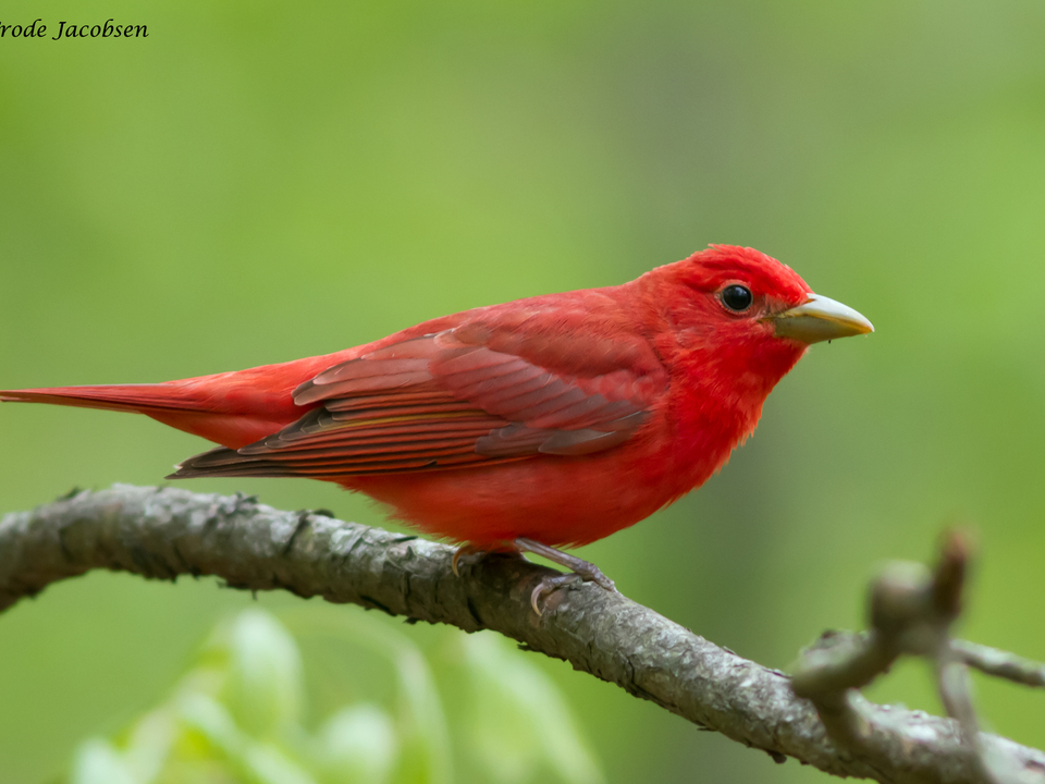 Red Bird perches on stick