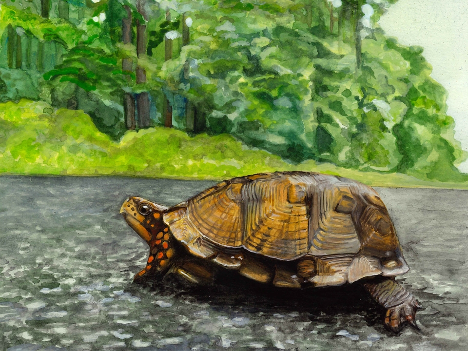 Watercolor painting of an Eastern Box Turtle Crossing Horns Point Road. Original artwork by Julie Trommatter. 