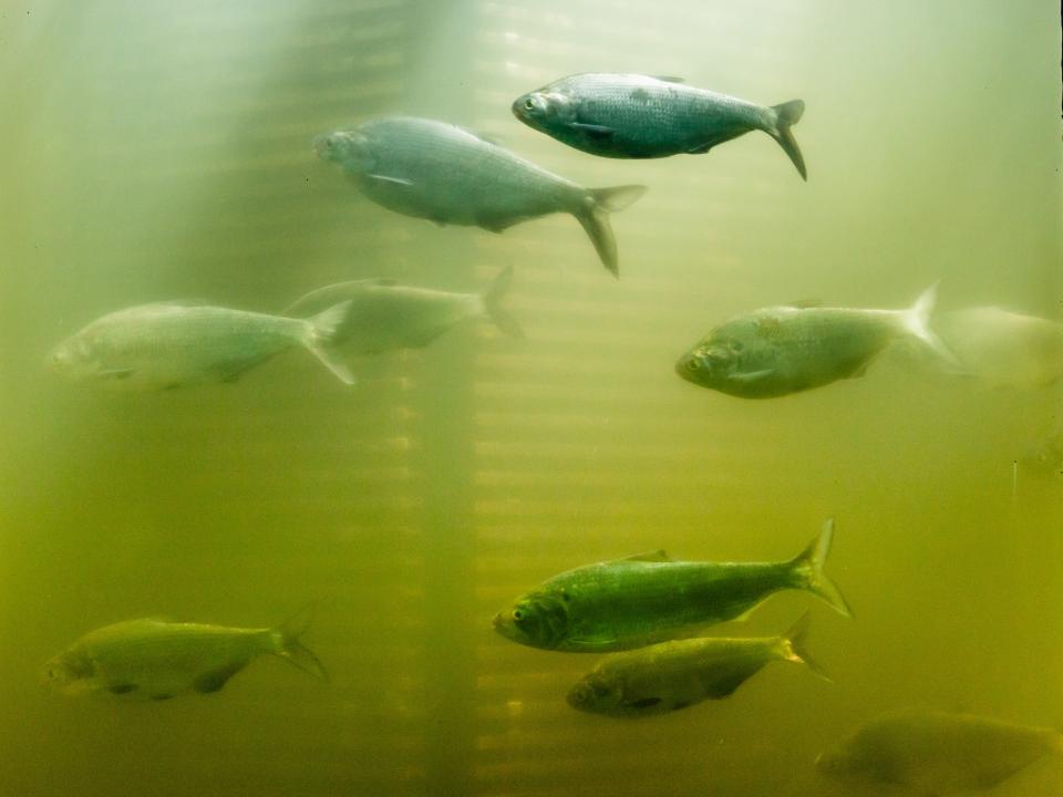 school of migrating shad fish at Conowingo dam