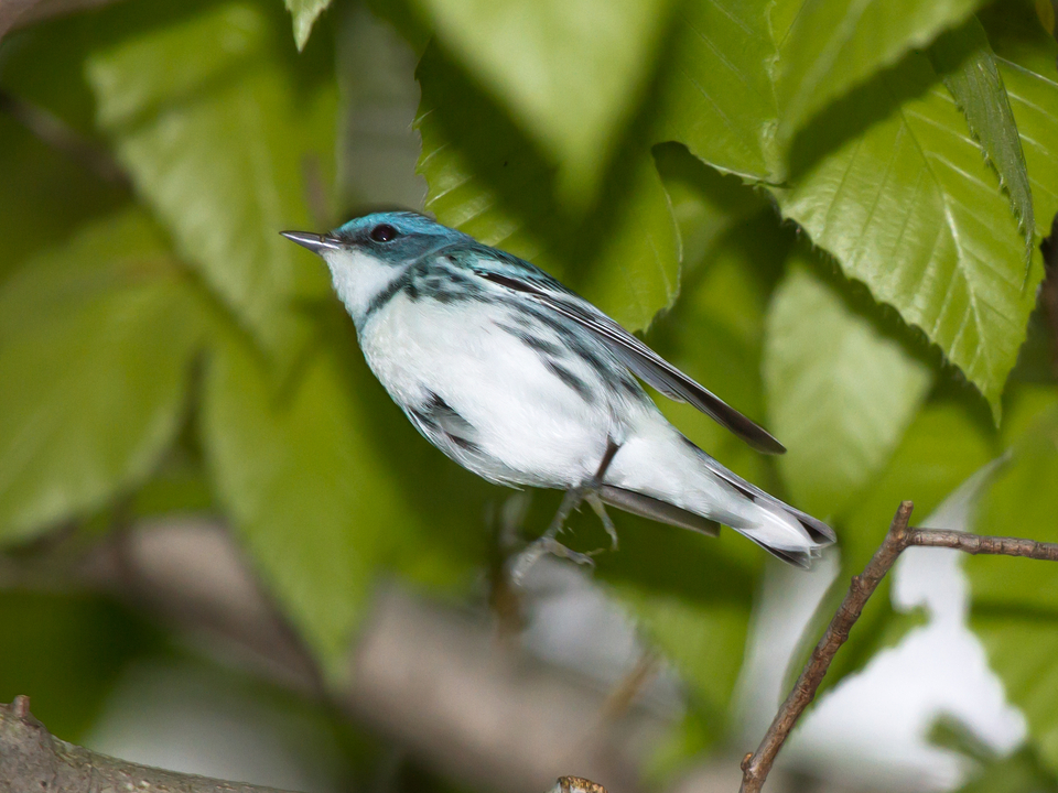 Small bird with emerald crest on a tree