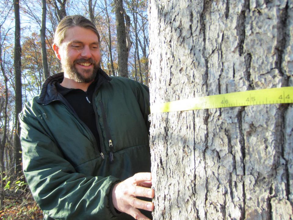 Andrew Elmore measures a tree. 