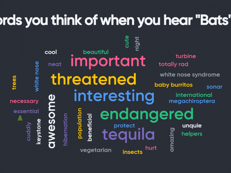 Word cloud created by responses after bat presentation 