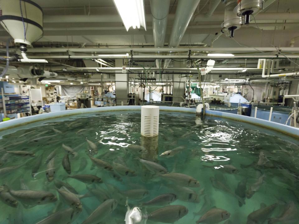 Fish in a tank at the Aquaculture Research Center at IMET