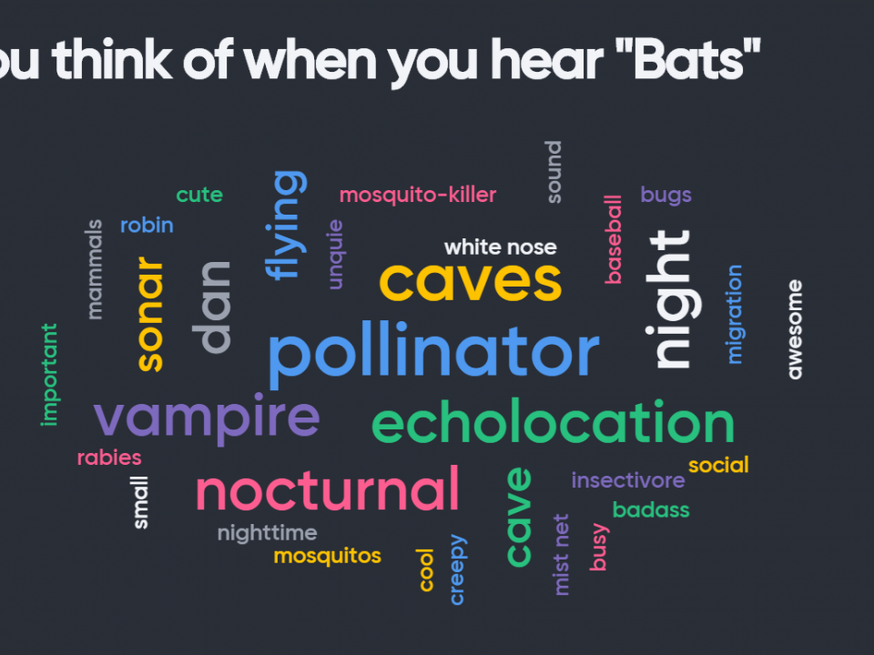 Word cloud generated before bat presentation. 