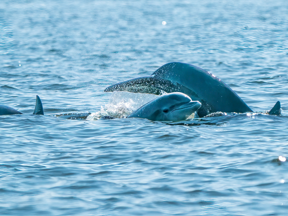 Several dolphins peaking out of water