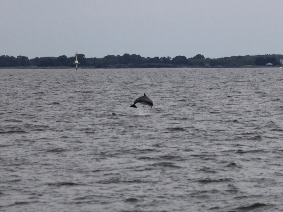 A single dolphin jumping over the water in a half circle shape