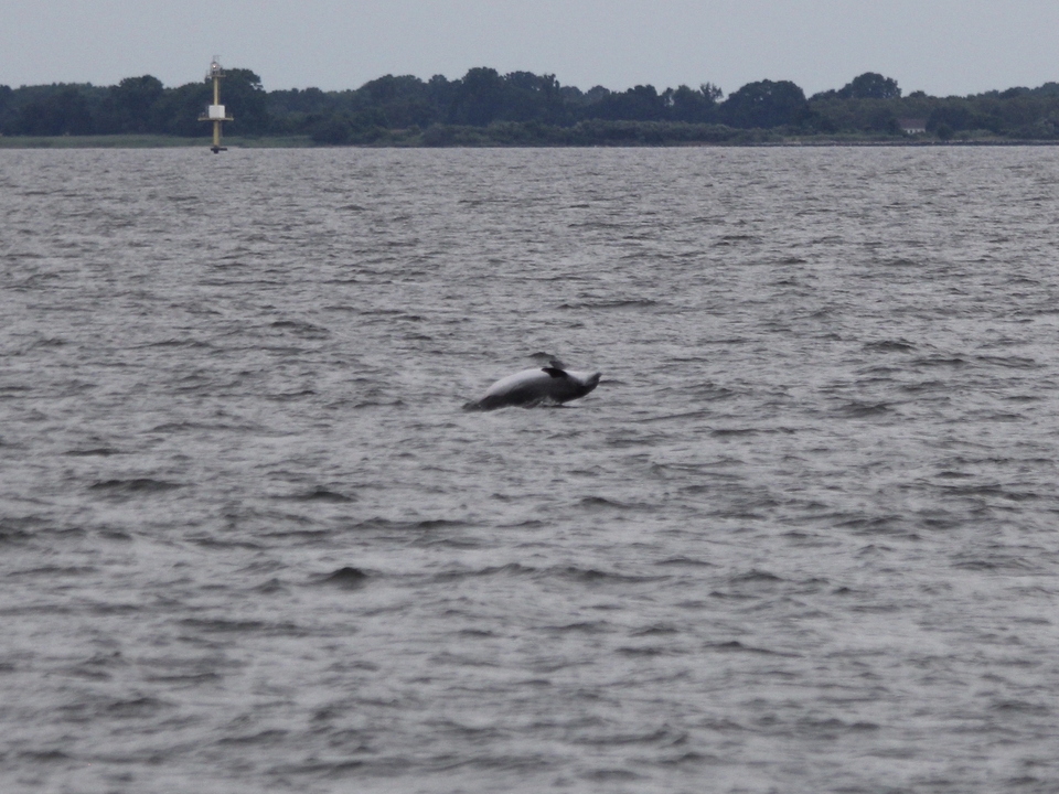 A dolphin flips onto its back midair over the chesapeake bay waters