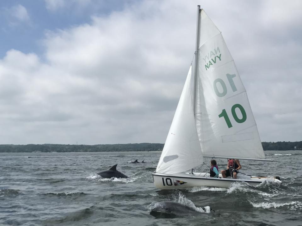 Dolphins in Chesapeake Bay by Carolyn Wilson