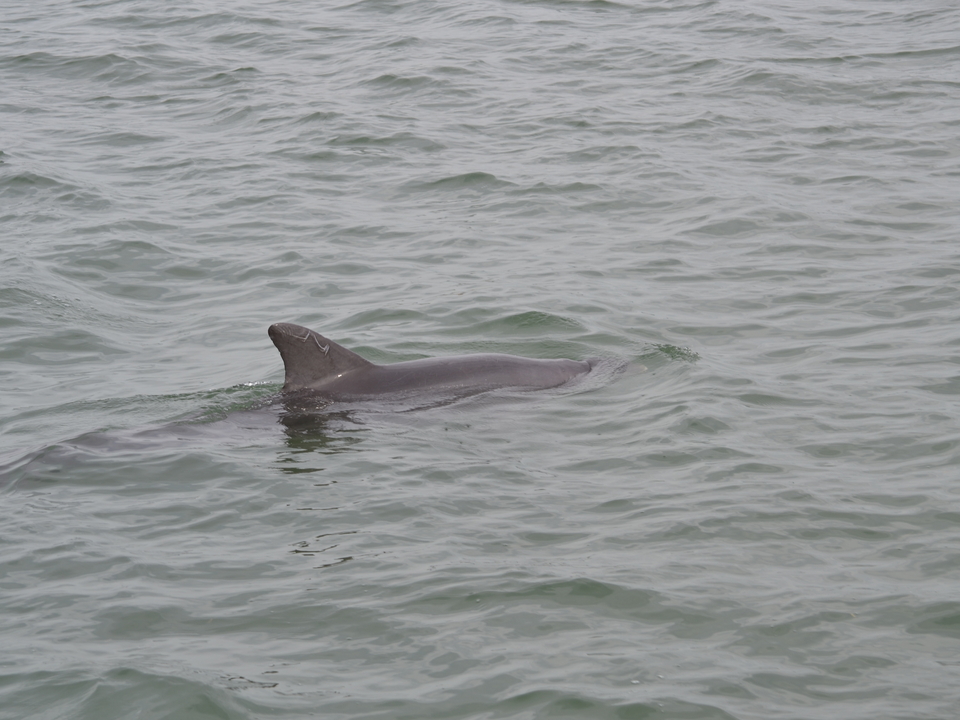 Pictured is the top of a dolphin, you can see its dorsal fin has white scars