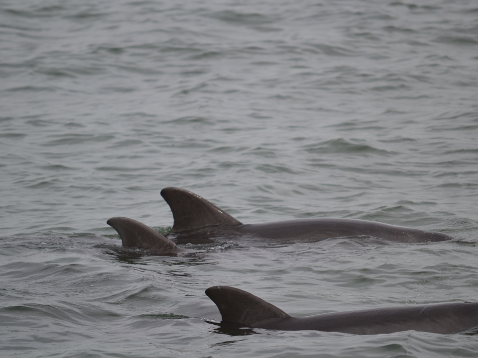 The back of three dolphins briefly peak above the water.