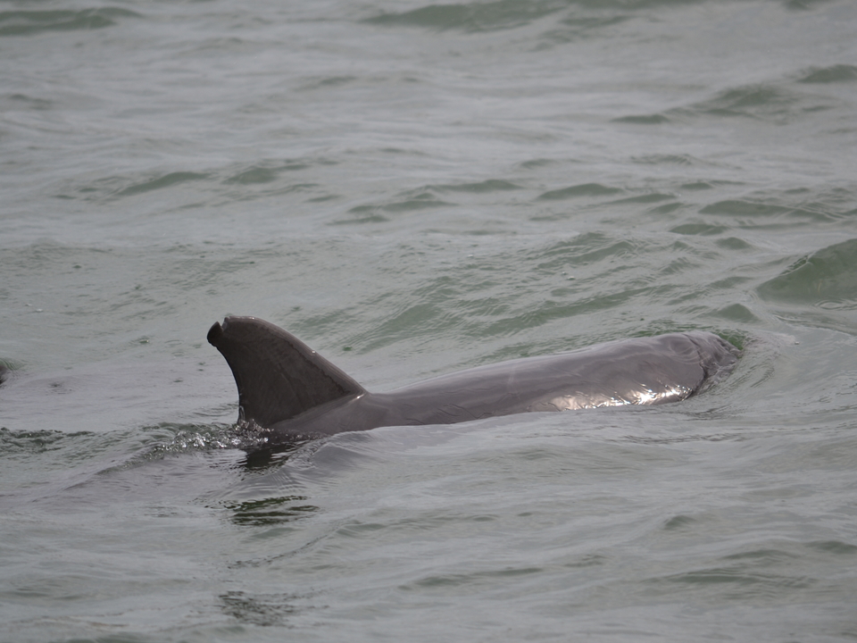 Pictured is the top of a dolphin, you can see its blow hole and its dorsal fin, which has a chip in it.