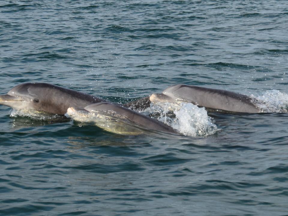 Dolphins in Hull Creek, Chesapeake Bay by Chris Bache