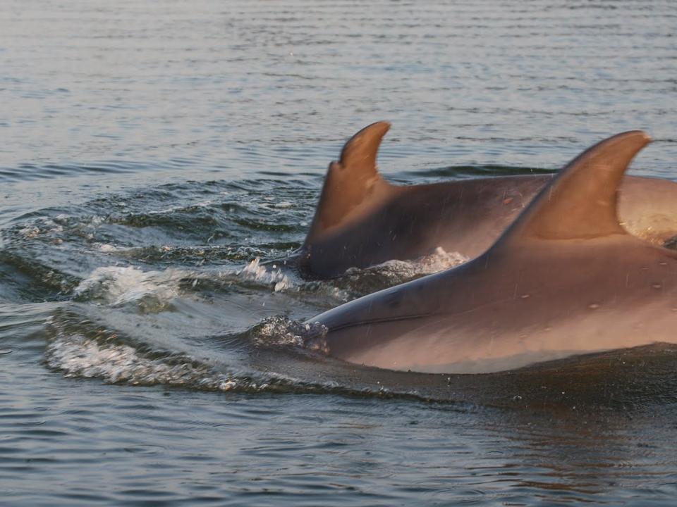 Dolphins in Chesapeake Bay by Chris Moe