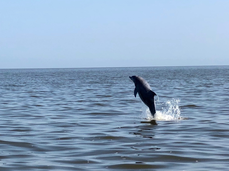 A dolphin leaps completely out of the water on a clear blue day