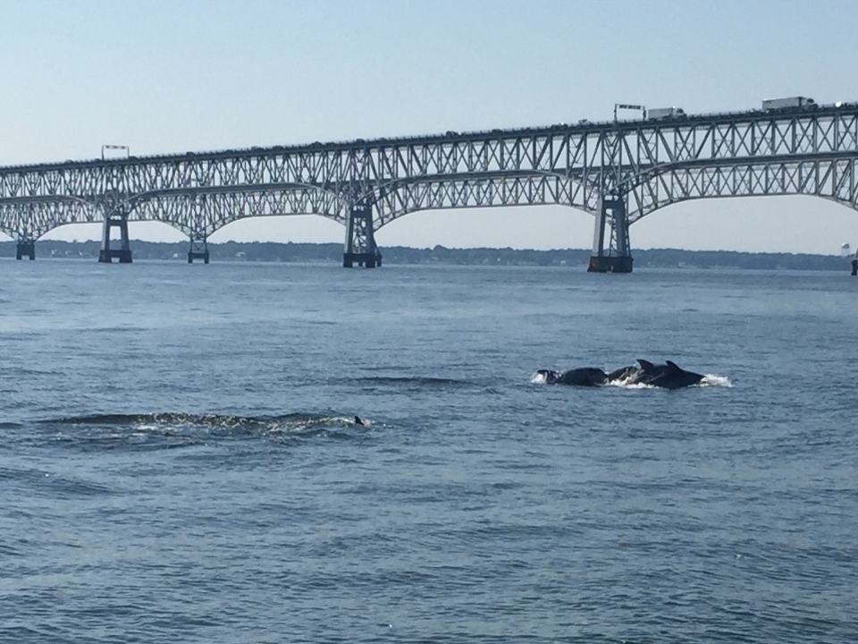 Pod of Dolphins seen swimming under the Chesapeake Bay Bridge