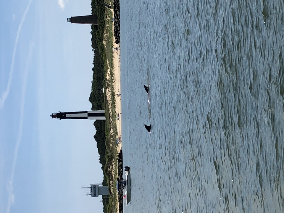 Two dolphins seen close to the shores of the chesapeake bay. Another boat and a lighthouse seen in the distance