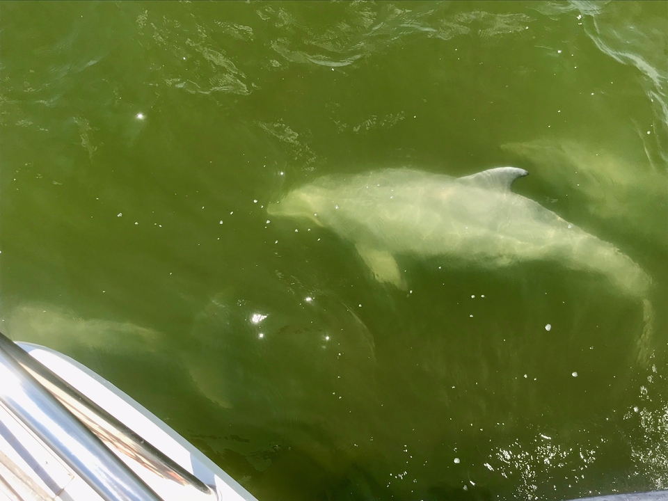 Dolphin seen alongside a boat on the chesapeake bay. The complete outline of the dolphin can be seen under green tinted water.
