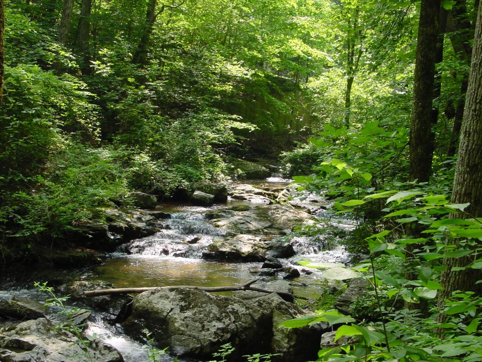 creek flowing through forest during summer 