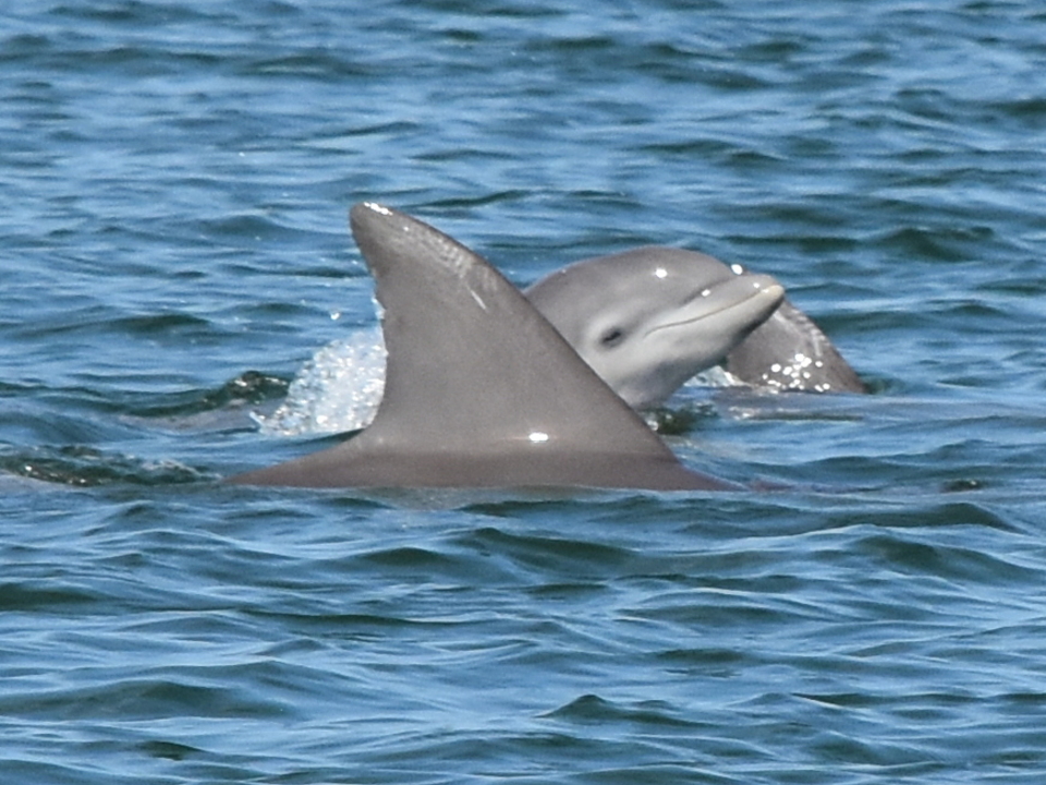 Dolphins in the lower Chesapeake Bay