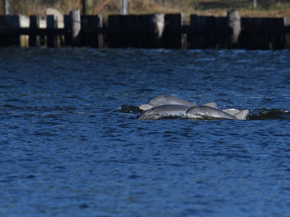 Dolphins in the Elizabeth River
