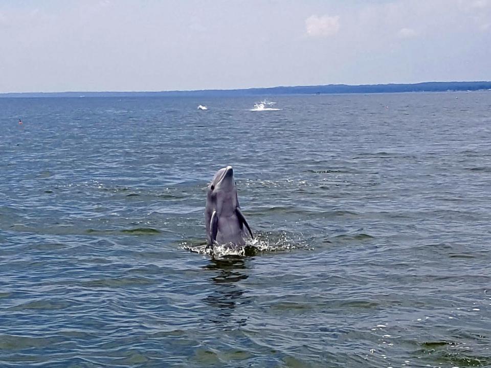 Dolphin in Potomac River by Dennis DePriest