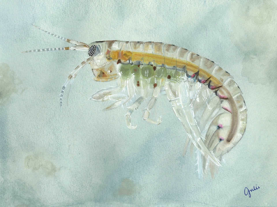 A female Gammarus species carrying eggs in a brood pouch. Original artwork by Julie Trommatter. 