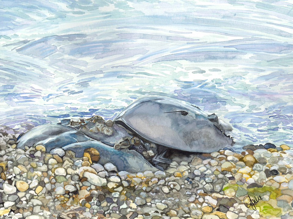 Watercolor painting of A pair of Horseshoe Crabs during spawning season observed at the beach near the PhytoChop Observatory at the Horn Point Laboratory. 