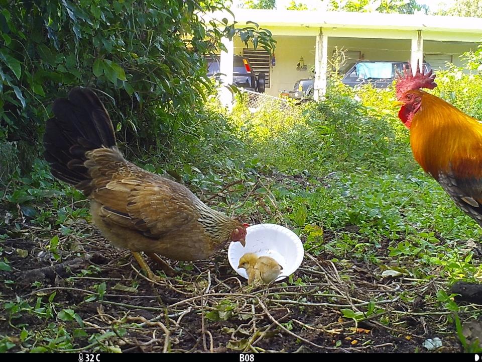 Chickens eating cat food at field cameras. 