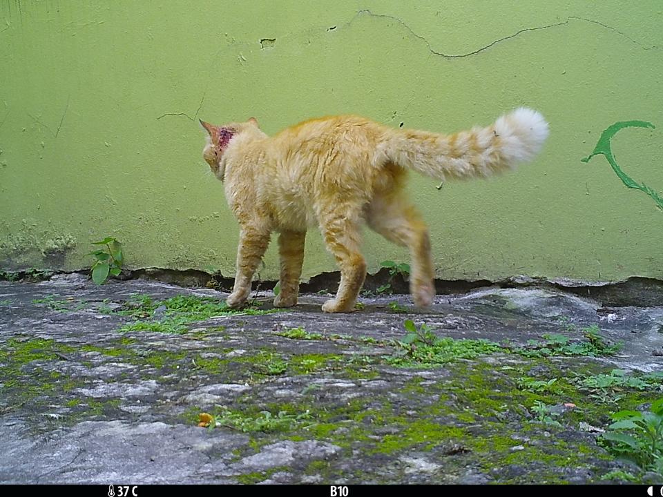 Injured male cat in downtown San Juan 