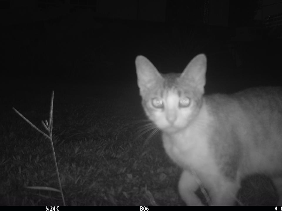 Free-roaming cat in exurban site. 