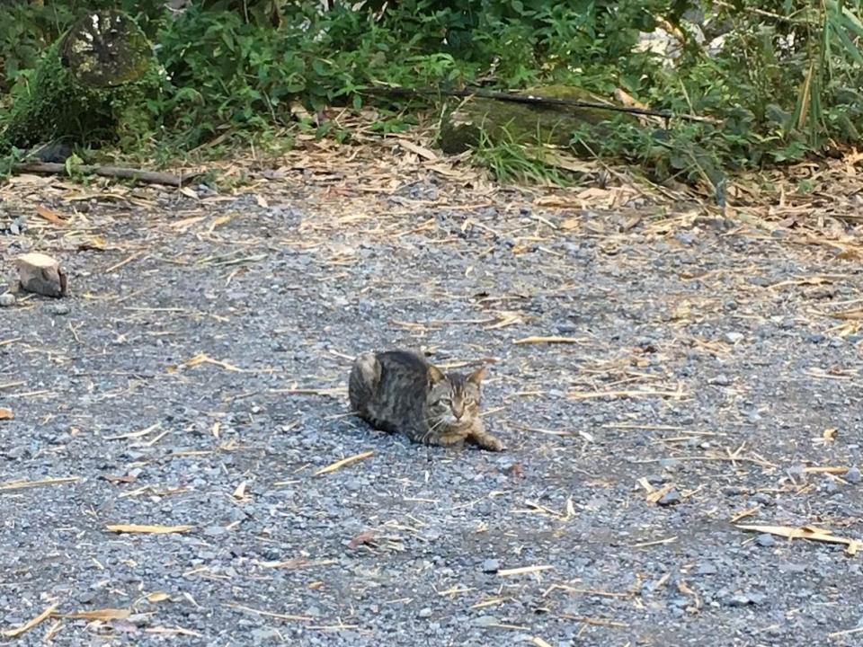 Free-roaming cat in El Yunque 