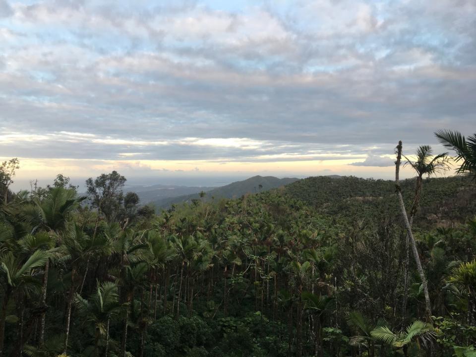 El Yunque National Forest 