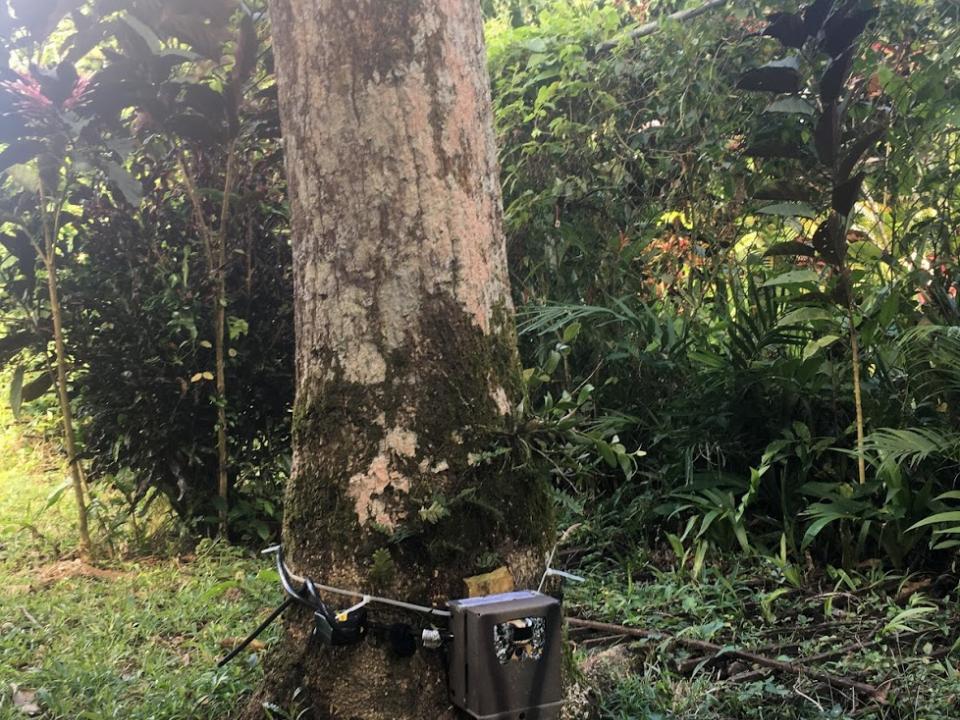 Example of a typical camera trap set up. 