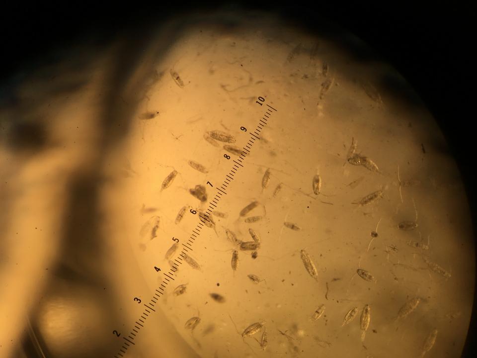 Copepods, small crustaceans that play an important role in the aquatic food web, move below a microscope.