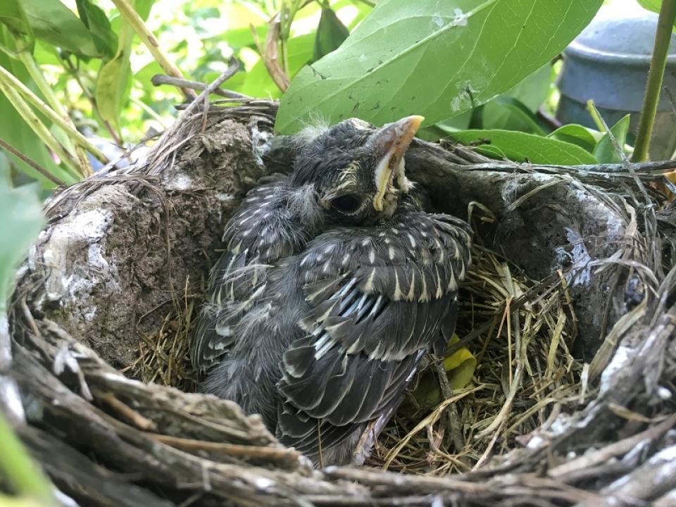 Bird in nest 