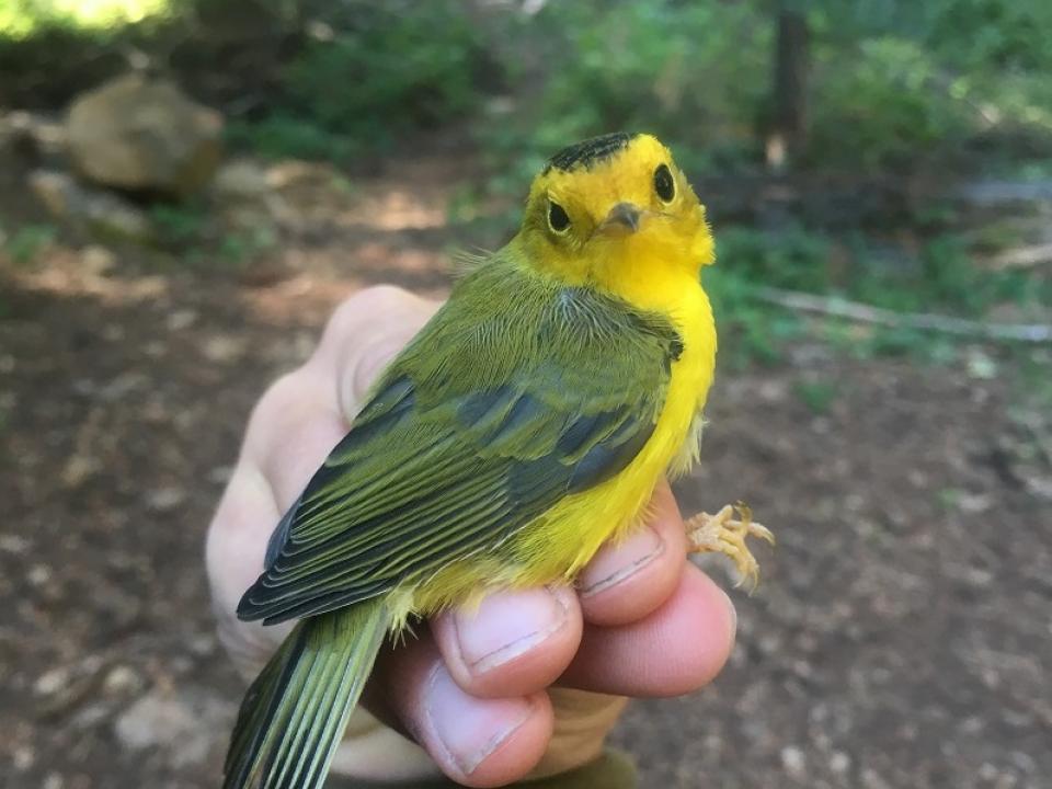 Bird perched on hand