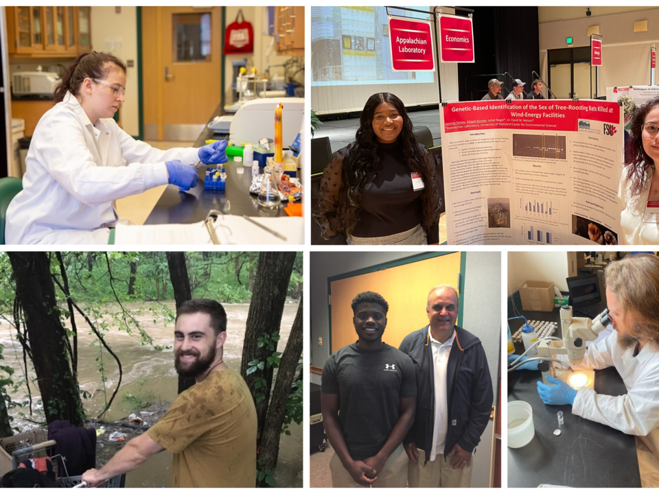 Collage image of interns working in the field and in the lab and presenting findings. 