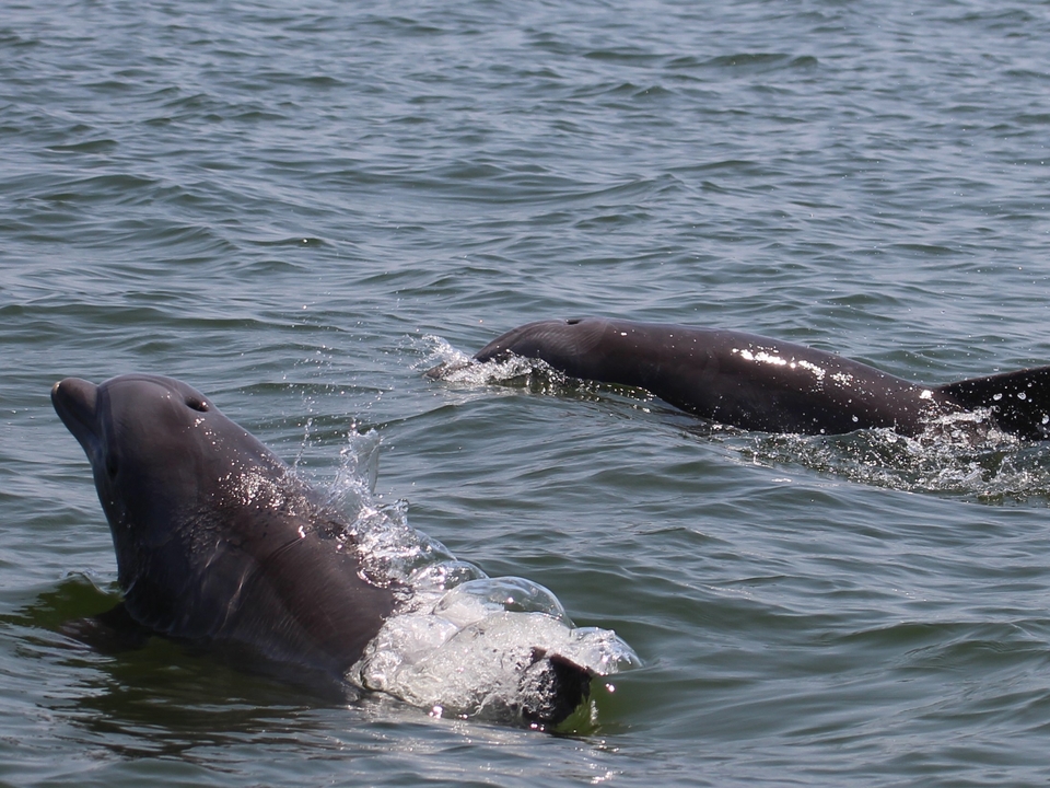 Dolphins swimming in the Potomac River
