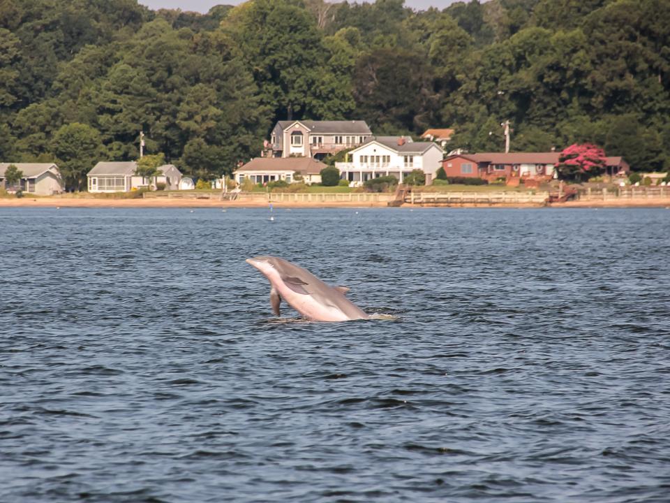 Dolphin jumping out of the water in middle Chesapeake Bay