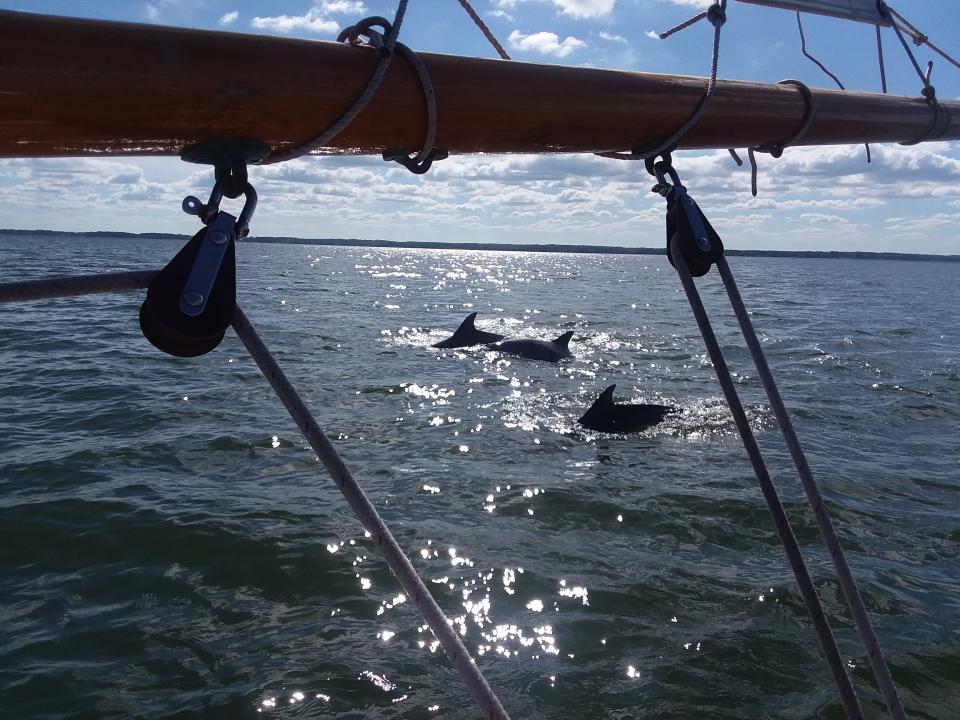 Dolphins in Chesapeake Bay by Kevin MacDonald